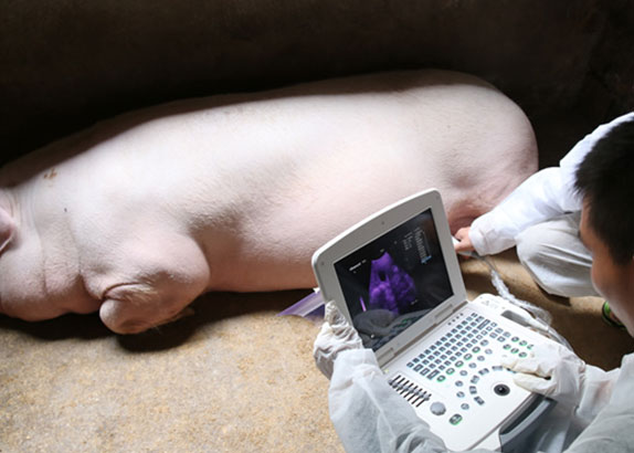 淘宝联合正大集团为开春怀孕母猪做b超查孕检
