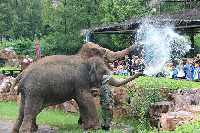 上海野生动物园大象 大为公司游