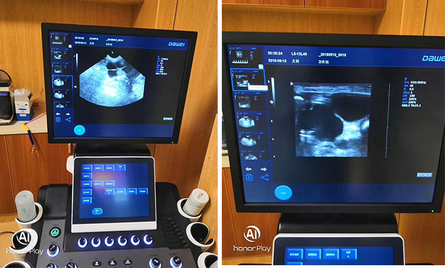 大为兽用B超机入住广州某宠物医院