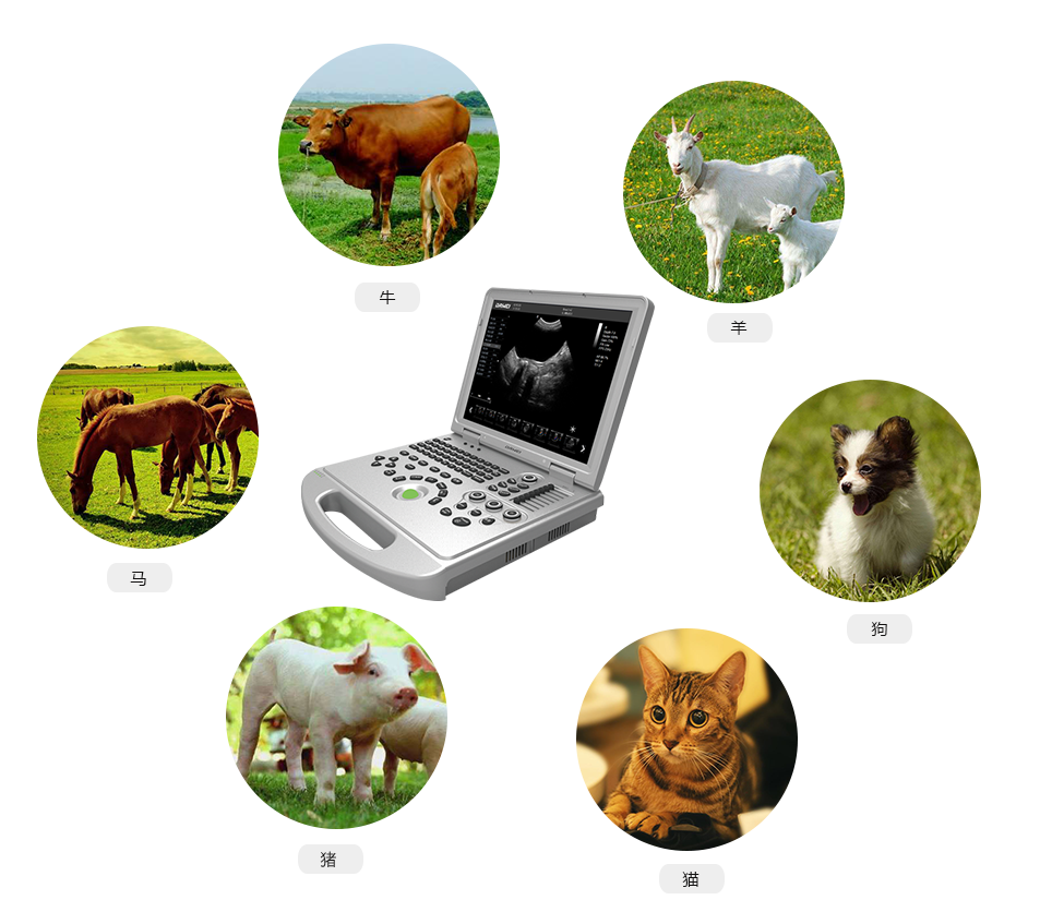 L5-VET兽用B超仪器适应对象