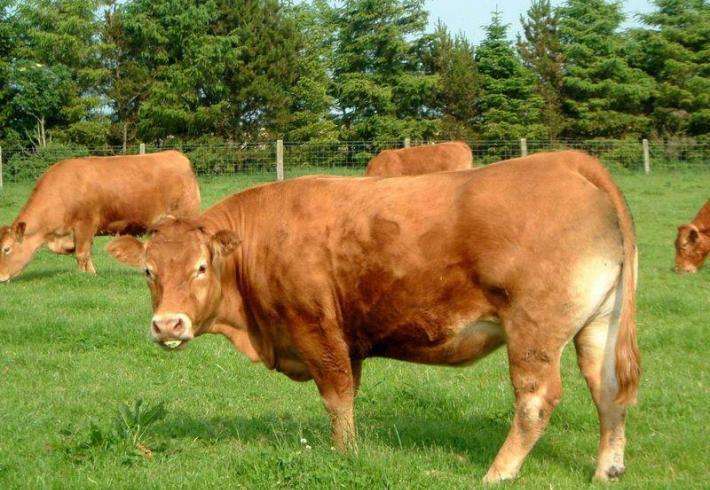 牛用B超机检查母牛是否怀孕