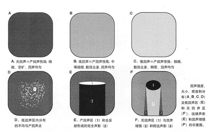 动物B超回声强度、回声大小，回声密度