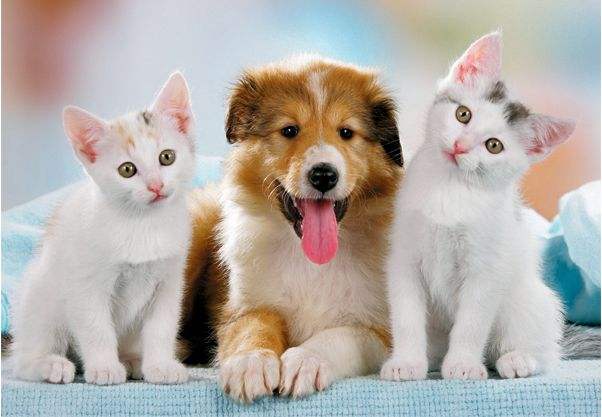 猫犬宠物B超机检查
