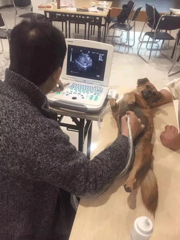 宠物B超机操作演示